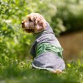 Harbour Hounds Drying Robe - Grey/Green Alternative Image