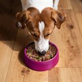 Gentle Kitchen Hearty Beef 400g Alternative Image