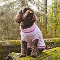 Penrose Knitted Pink Sweater with Raspberry Trim Alternative Image